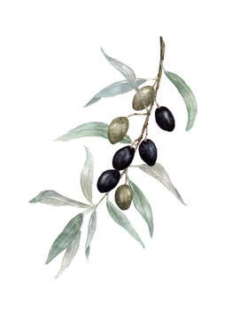 Olive branch watercolor painting on white background.
