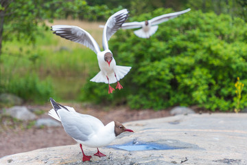 Black-headed gulls attacking each other