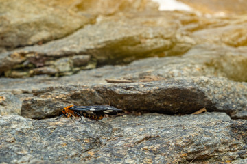 Tiger moth stick on the rock nearby waterfall