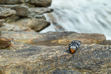 Tiger moth stick on the rock nearby waterfall