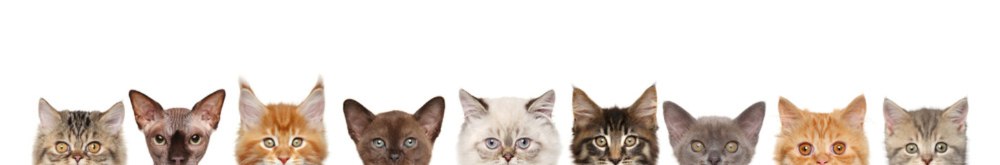 Fototapeta Cats, half of muzzle on white obraz