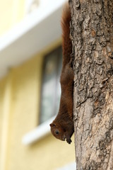 Squirrel living on the tree in the city he is happy life.