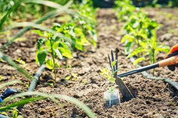 A woman works in the garden on her own in the garden