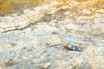 Tiger moth stick on the rock nearby waterfall