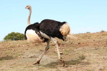 Strau&szlig; M&auml;nnchen