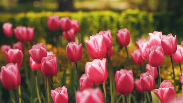 Beautiful tulips in the garden
