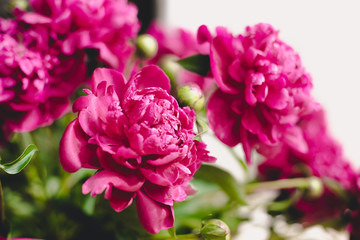 Still life with a bouquet of blooming peonies Elegant bouquet of a lot of peonies of pink color close up. Beautiful flower for any holiday. Lots of pretty and romantic flowers in floral shop.