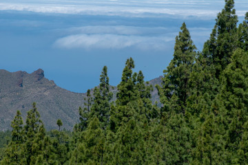 mountain flowers.  c landscape