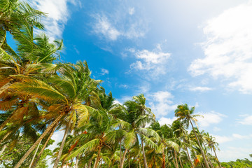Palm trees and blue sky in Guadeloupe