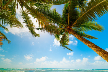 Palm trees and turquoise sea in Guadeloupe