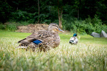Low angle view of two mallard duck birds in the grass with forest in the background.