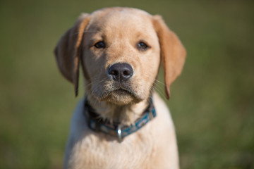 Young  golden retriever  puppy