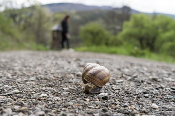 Big snail in shell crawling on road, summer day in garden, A common garden snail climbing on a stump, edible snail or escargot, is a species of large, edible, air-breathing land