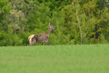 doe jumps in the grass in a meadow
