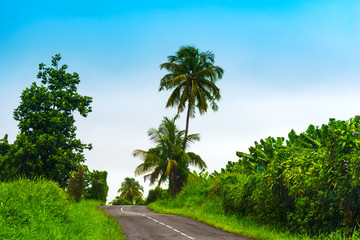 Green plants by a country road in Guadeloupe