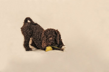 Doggys playing, enjoying and having fun.