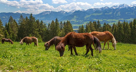 Pferde - Berge - Allgäu - Frühling