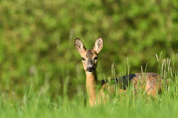portrait of a doe deer head in the grass on a green meadow