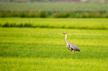 Fototapeta premium Grey heron