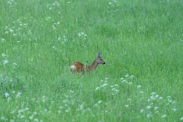 doe grazes on green grass in a meadow in spring