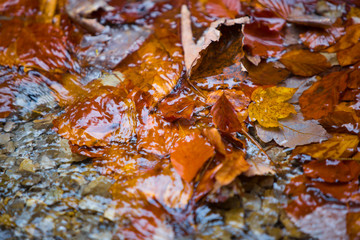 Colorful leaves in the autumn