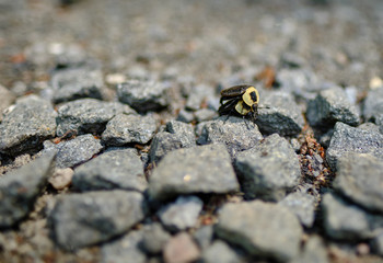 American Carrion Beetles mating