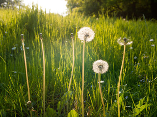 Dandelions on a meadow