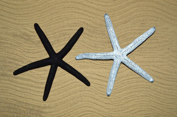 Fototapeta na wymiar Starfish lying on the sand close up