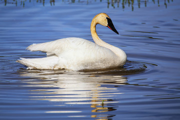 Trumpeter swan in Yellowstone National Park, Wyoming