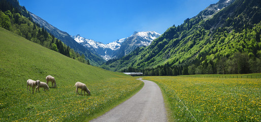 Rad- und Wanderweg im Trettachtal mit grasenden Schafen auf der Weide