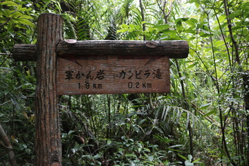 西表島の浦内川観光