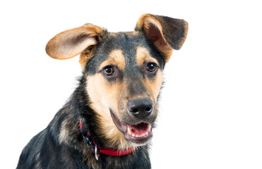 Mixed breed dog portrait on the white