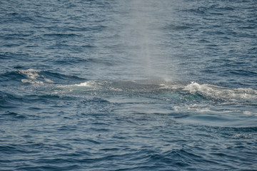 beautiful close up photo shooting of humpback whales in Australia, offshore Sydney during the whale...