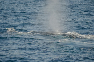 beautiful close up photo shooting of humpback whales in Australia, offshore Sydney during the whale watching cruiser