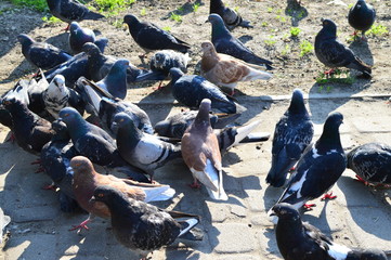 Obraz premium pigeons on the street