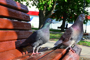 pigeons on the street
