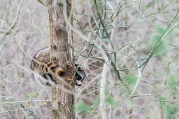 Wild raccoon climbing tree trunk, hiding behind, scared looking at camera, waiting, tail around, hanging, looking down