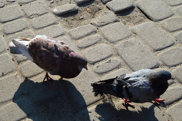 pigeons on the street