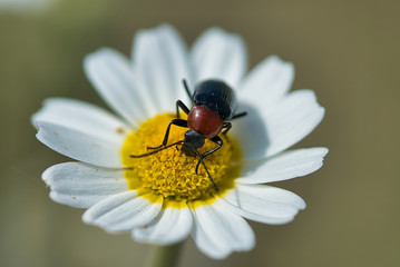 eating a flower