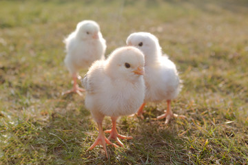 Group of newborn chicken on a meadow