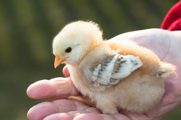 Newborn chicken sitting on a hand