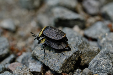 American Carrion Beetles mating
