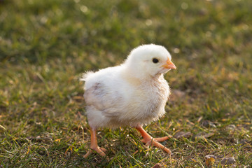 Newborn chicken on a meadow