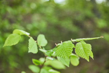 Selective focus of green leaves on tree in forest