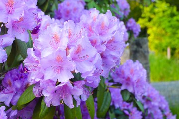 flowers in the garden