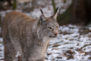 Obraz premium Lynx in a deer park in wintertime
