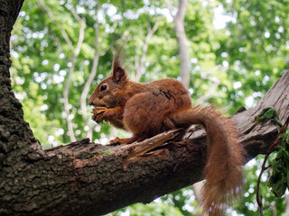 Naklejka na ściany i meble Red squirrel on a tree branch eating a nut in the park.