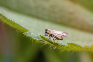 A tiny fly with transparent wings on a green nettle leaf. Macro photography of insects, selective focus, copy space.