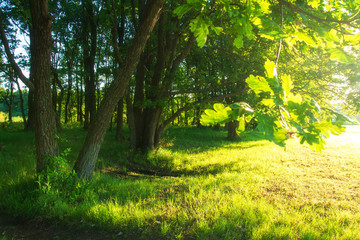 Fototapeta premium Summer nature background. Trees in sunlight. Sunshine on green tree. Scenic bright sunny landscape