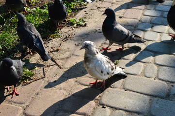 gray pigeons in the city park
